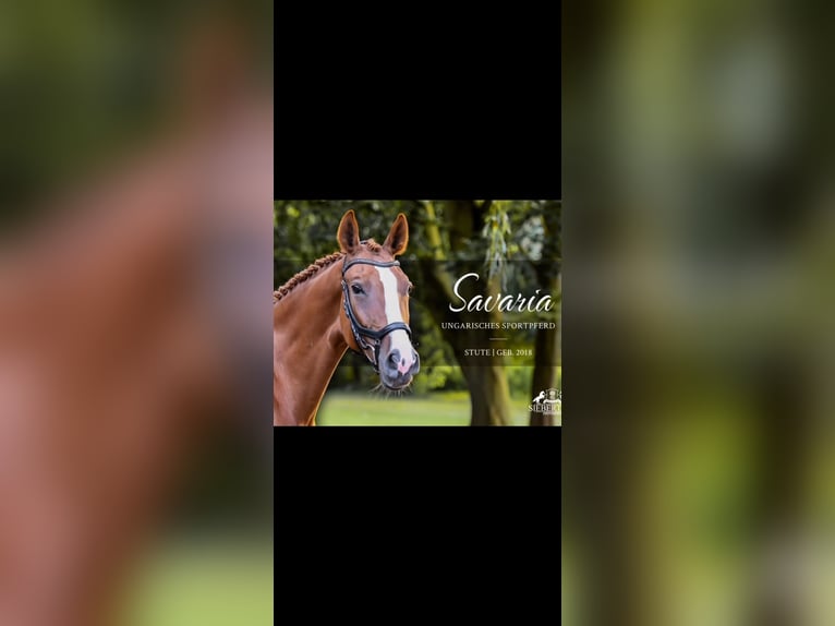 Cheval de sport hongrois Jument 7 Ans 173 cm Alezan in Sch&#xF6;nberg