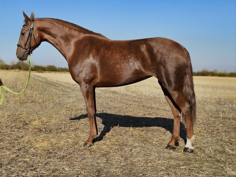 Cheval de sport hongrois Jument 7 Ans 174 cm Alezan in B&#xE9;k&#xE9;s