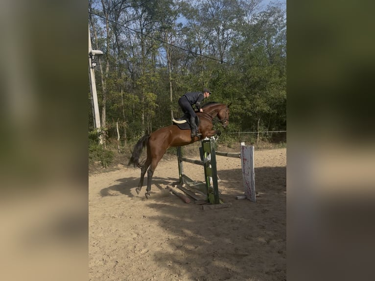 Cheval de sport hongrois Jument 7 Ans 180 cm Bai cerise in Cs&#xF6;m&#xF6;r