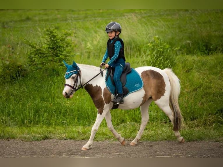 Cheval de sport hongrois Jument 8 Ans 125 cm Pinto in Matzersdorf