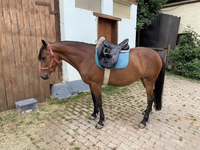 Cheval de sport hongrois Jument 8 Ans 143 cm Bai in Neuhof an der Zenn