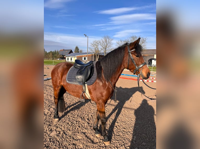 Cheval de sport hongrois Jument 8 Ans 143 cm Bai in Neuhof an der Zenn