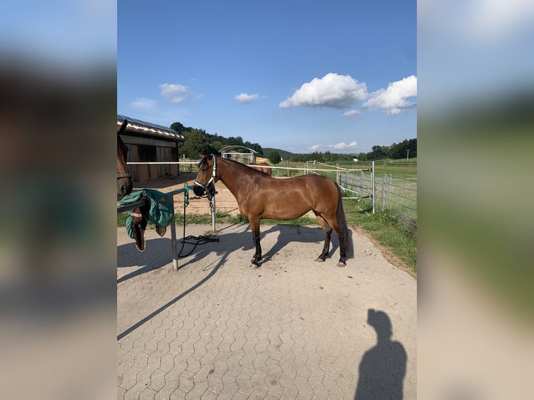 Cheval de sport hongrois Jument 8 Ans 143 cm Bai in Neuhof an der Zenn