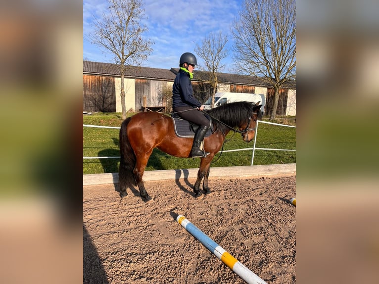 Cheval de sport hongrois Jument 8 Ans 143 cm Bai in Neuhof an der Zenn