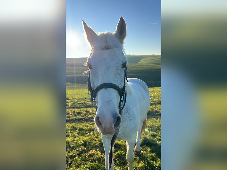 Cheval de sport hongrois Jument 8 Ans 143 cm Gris in Göppingen