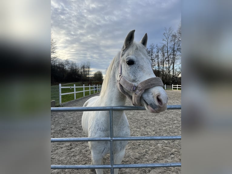 Cheval de sport hongrois Jument 8 Ans 143 cm Gris in Göppingen