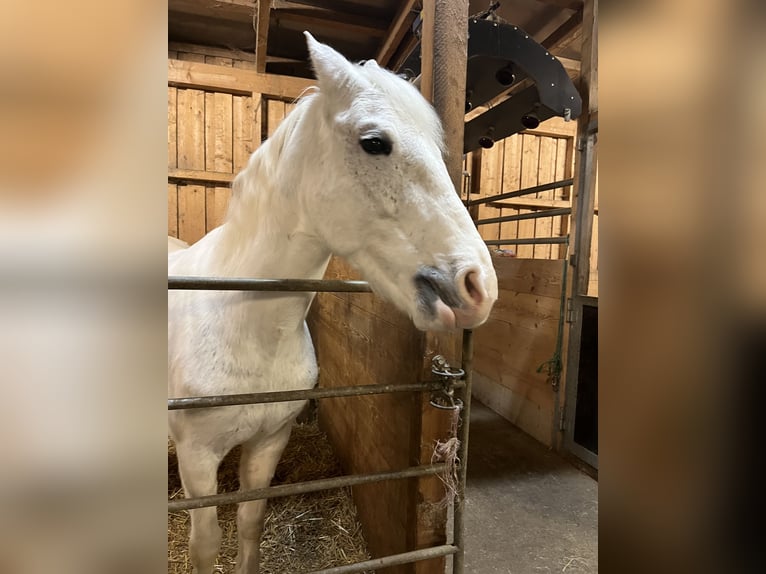 Cheval de sport hongrois Jument 8 Ans 143 cm Gris in Göppingen