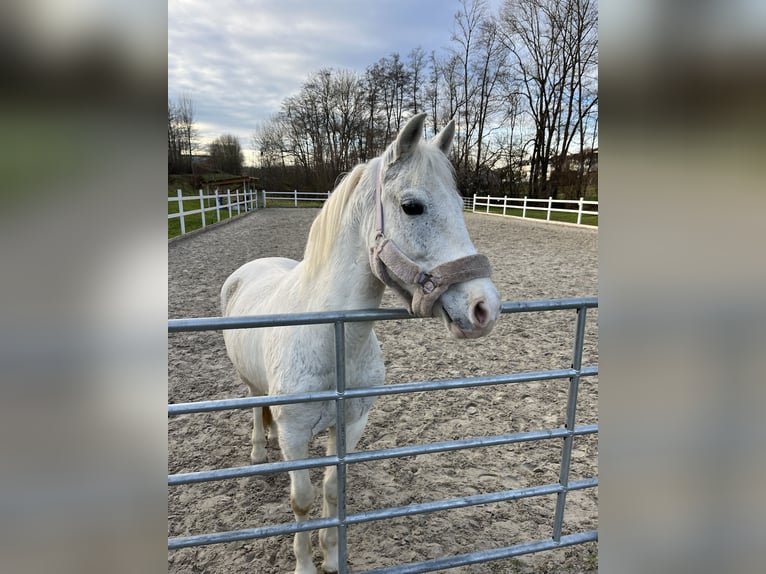 Cheval de sport hongrois Jument 8 Ans 143 cm Gris in Göppingen