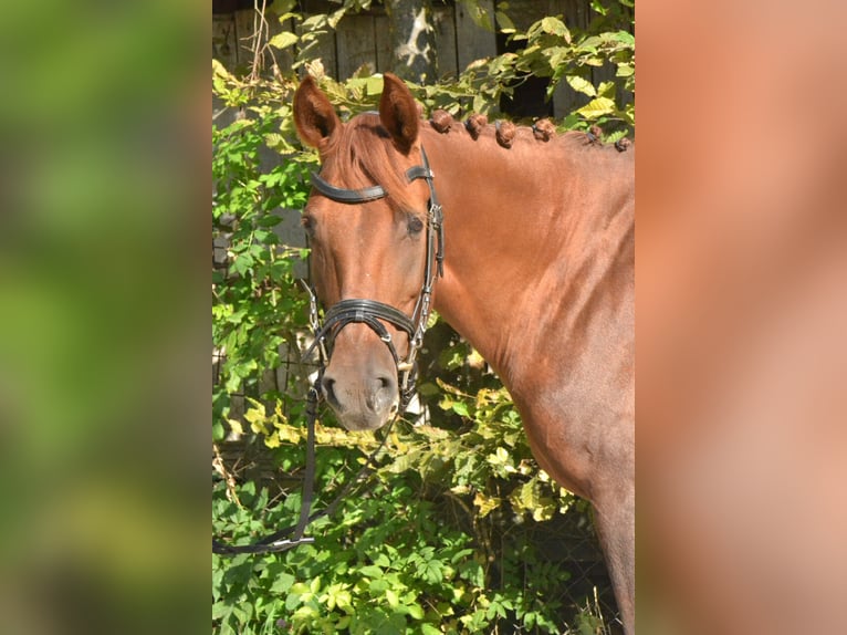 Cheval de sport hongrois Jument 8 Ans 145 cm Alezan in Würzburg