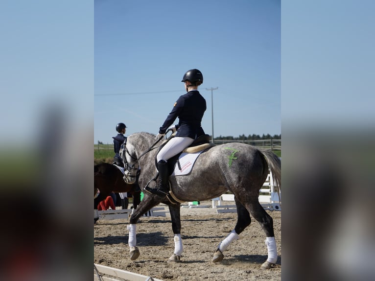 Cheval de sport hongrois Jument 8 Ans 150 cm Gris in Schwabenheim