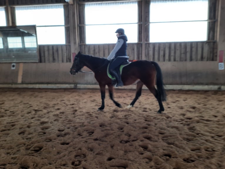 Cheval de sport hongrois Jument 8 Ans 153 cm Bai brun in Rehau