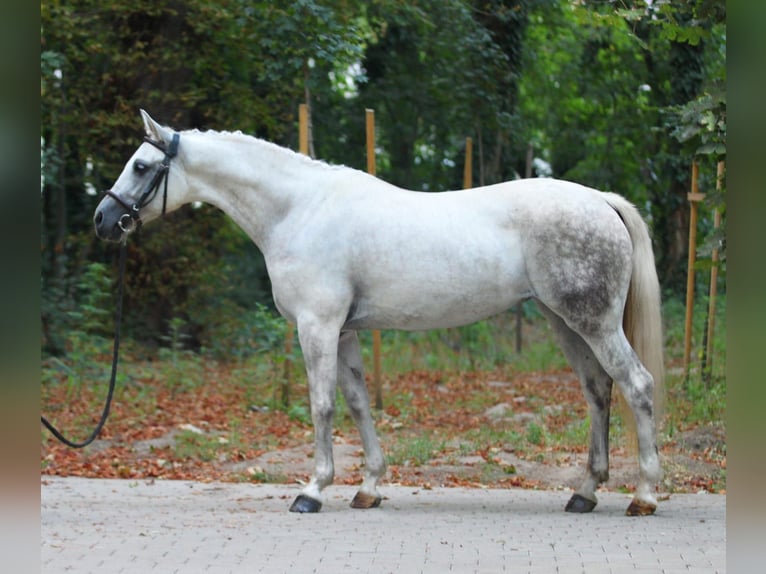 Cheval de sport hongrois Jument 8 Ans 153 cm Gris in Königsdorf