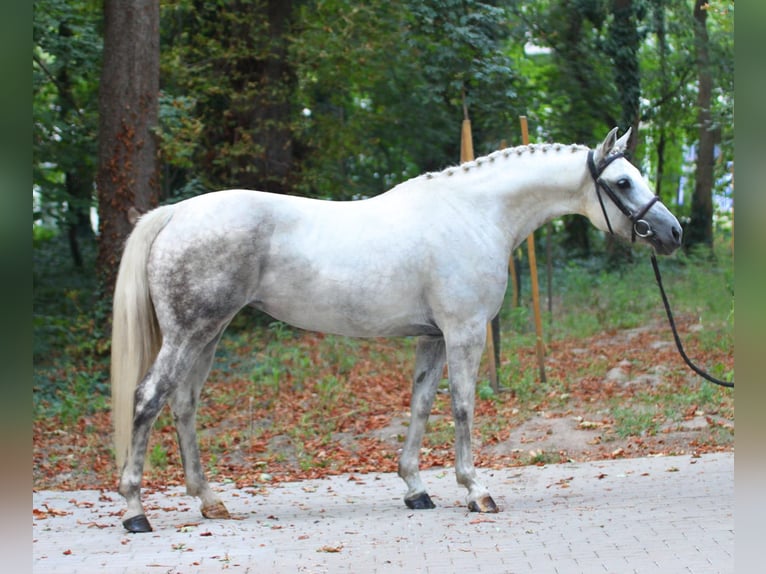 Cheval de sport hongrois Jument 8 Ans 153 cm Gris in Königsdorf