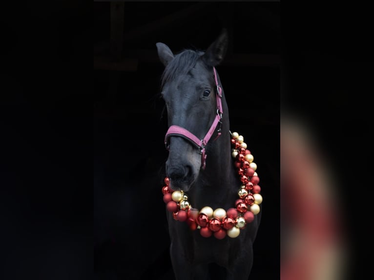 Cheval de sport hongrois Jument 8 Ans 160 cm Bai brun foncé in Riedering