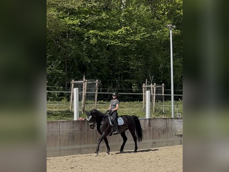 Cheval de sport hongrois Jument 8 Ans 160 cm Bai brun foncé in Riedering