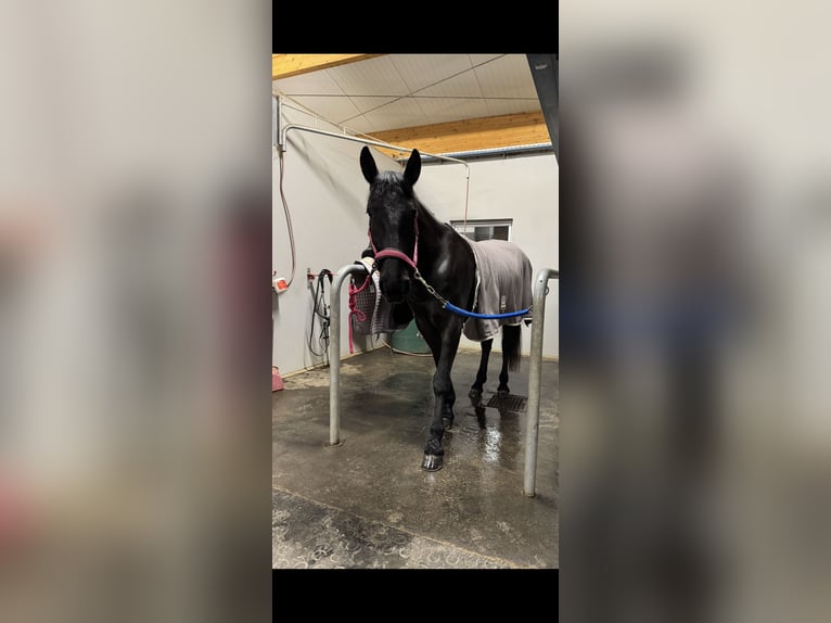 Cheval de sport hongrois Jument 8 Ans 160 cm Bai brun foncé in Riedering