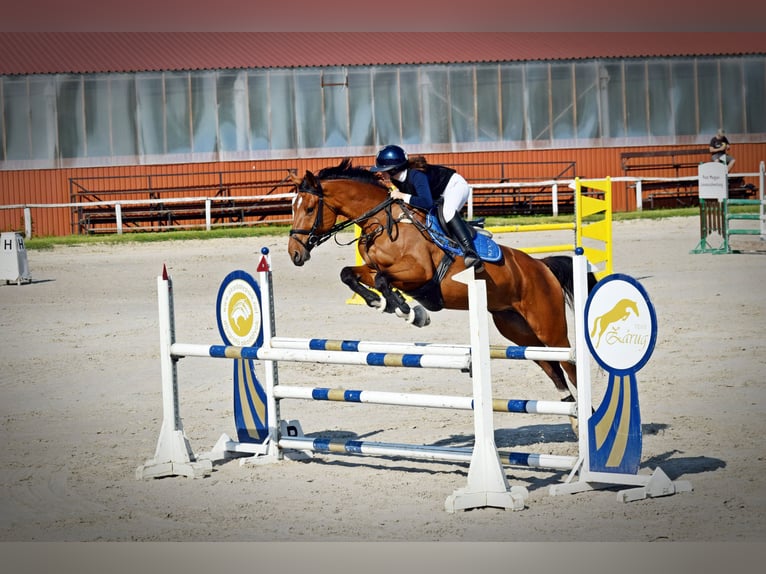 Cheval de sport hongrois Jument 8 Ans 160 cm Bai cerise in Kecskemét