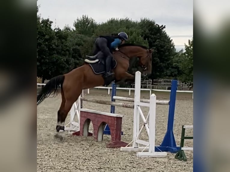 Cheval de sport hongrois Jument 8 Ans 160 cm Bai cerise in Kecskemét