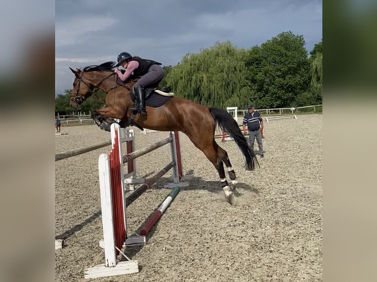 Cheval de sport hongrois Jument 8 Ans 160 cm Bai cerise in Kecskemét