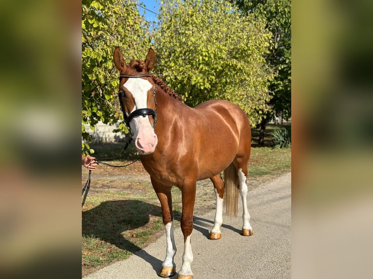 Cheval de sport hongrois Croisé Jument 8 Ans 160 cm in Matzersdorf