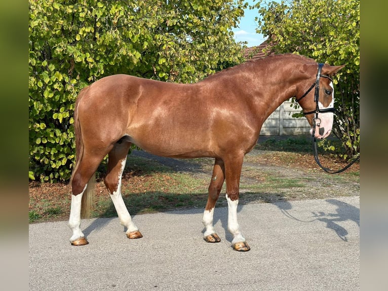 Cheval de sport hongrois Croisé Jument 8 Ans 160 cm in Matzersdorf