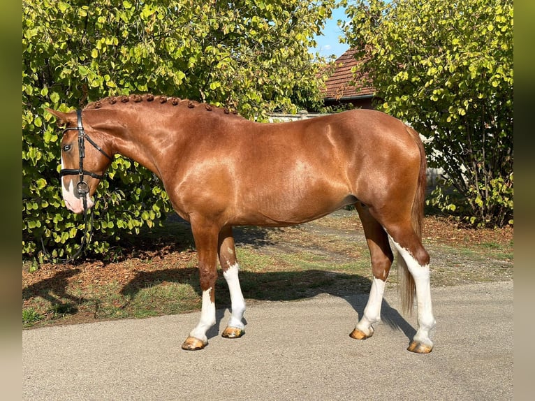 Cheval de sport hongrois Croisé Jument 8 Ans 160 cm in Matzersdorf