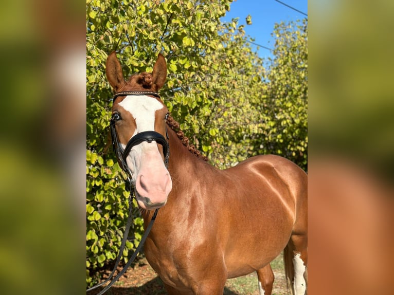 Cheval de sport hongrois Croisé Jument 8 Ans 160 cm in Matzersdorf