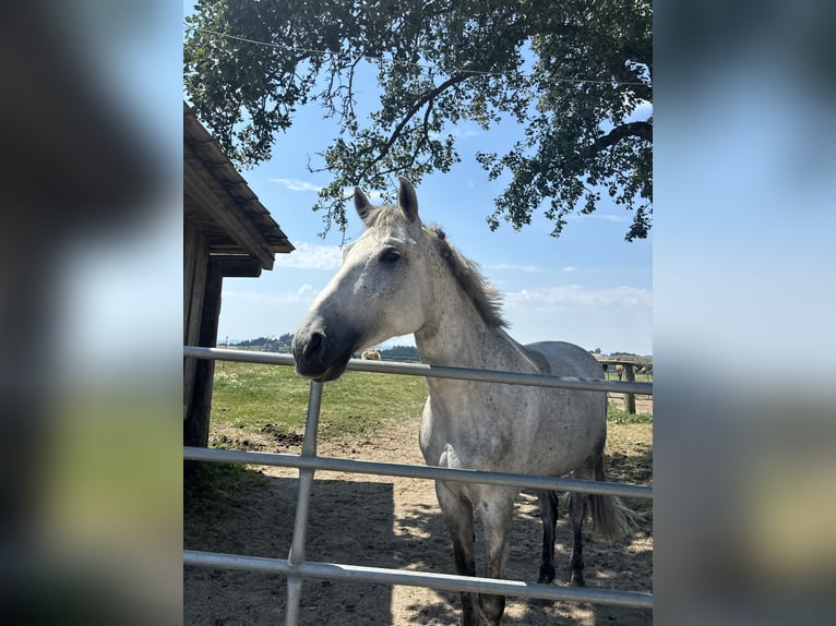 Cheval de sport hongrois Jument 8 Ans 160 cm Gris moucheté in Linz
