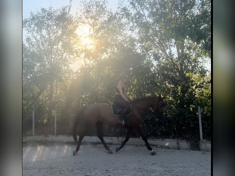 Cheval de sport hongrois Jument 8 Ans 163 cm Alezan in Eggendorf