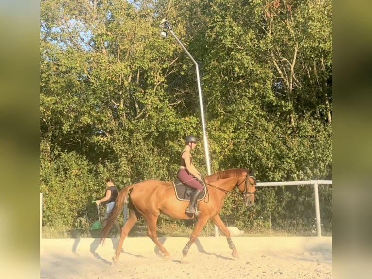 Cheval de sport hongrois Jument 8 Ans 163 cm Alezan in Eggendorf