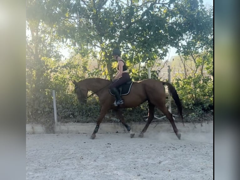 Cheval de sport hongrois Jument 8 Ans 163 cm Alezan in Eggendorf