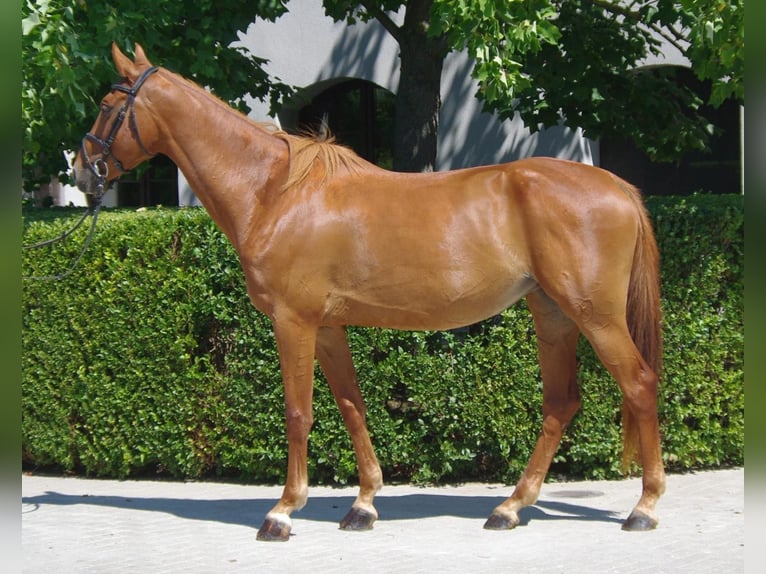 Cheval de sport hongrois Jument 8 Ans 166 cm Alezan brûlé in P&#xE1;tka