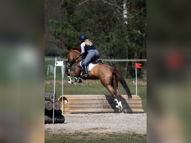 Cheval de sport hongrois Jument 8 Ans 166 cm Alezan in Braunschweig