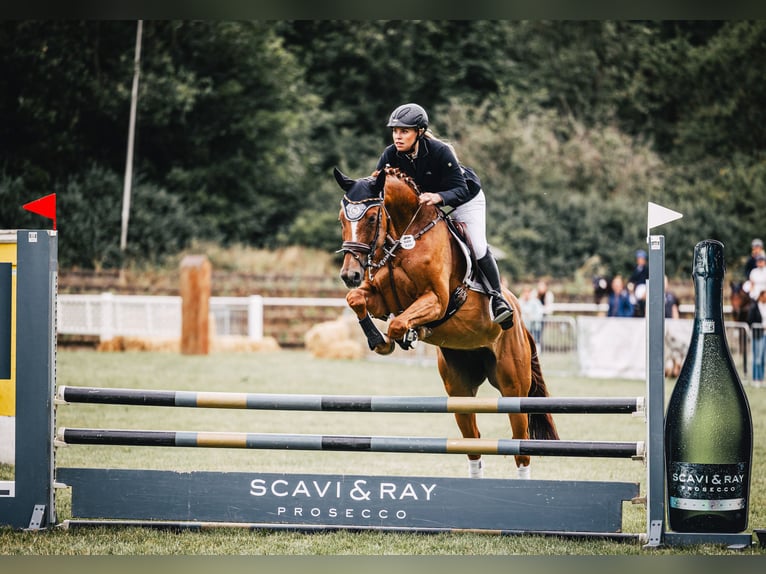 Cheval de sport hongrois Jument 8 Ans 166 cm Alezan in Braunschweig