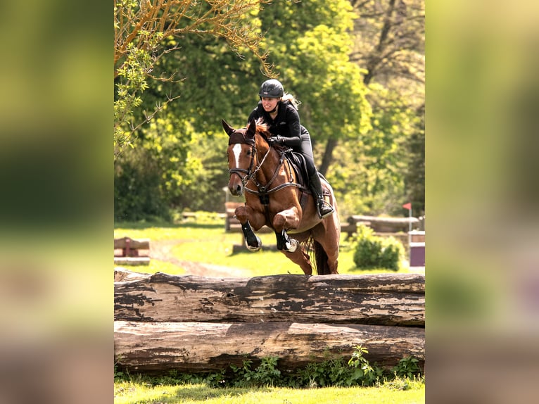 Cheval de sport hongrois Jument 8 Ans 166 cm Alezan in Braunschweig