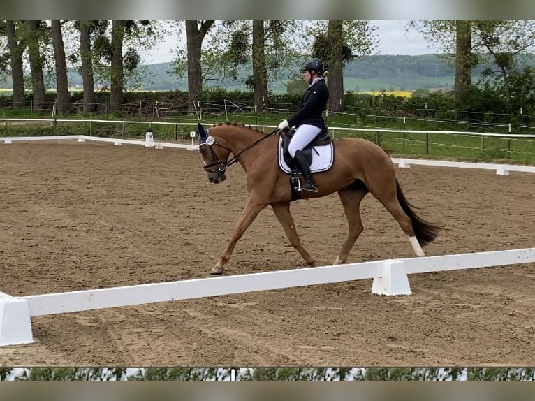 Cheval de sport hongrois Jument 8 Ans 166 cm Alezan in Braunschweig