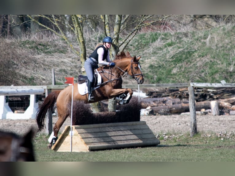 Cheval de sport hongrois Jument 8 Ans 166 cm Alezan in Braunschweig