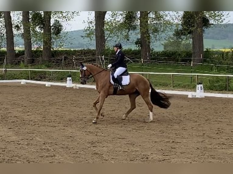 Cheval de sport hongrois Jument 8 Ans 166 cm Alezan in Braunschweig