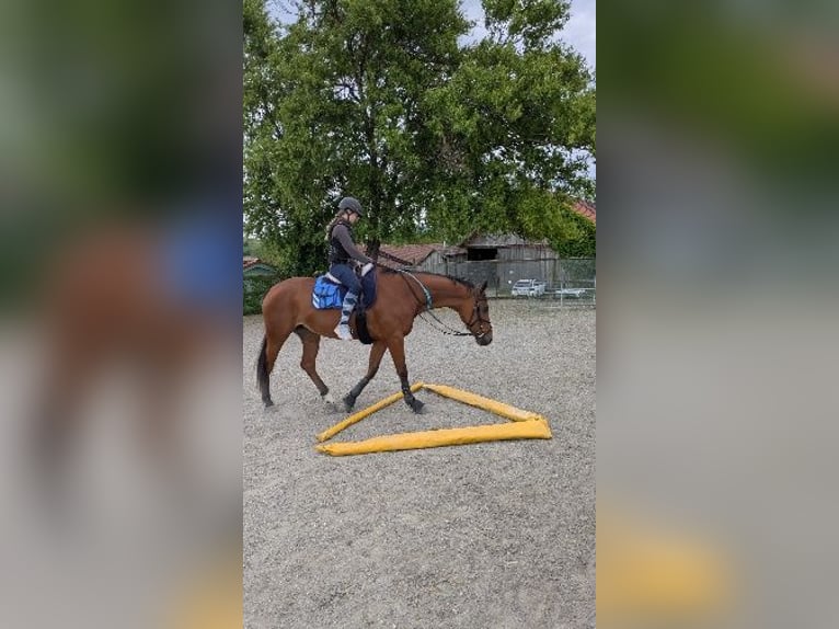 Cheval de sport hongrois Jument 8 Ans 166 cm  in Bodolz