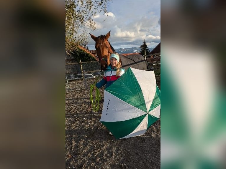 Cheval de sport hongrois Jument 8 Ans 166 cm  in Bodolz