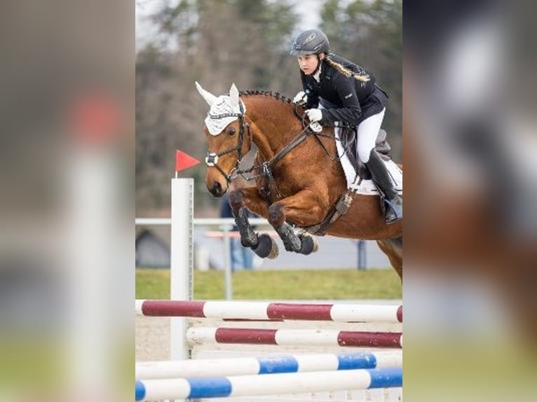 Cheval de sport hongrois Jument 8 Ans 166 cm  in Bodolz