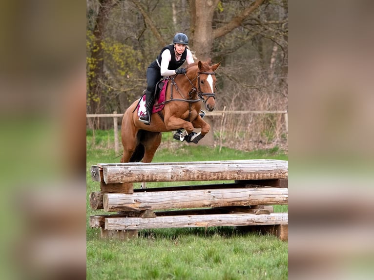 Cheval de sport hongrois Jument 8 Ans 168 cm Alezan in Neuburg an der Donau