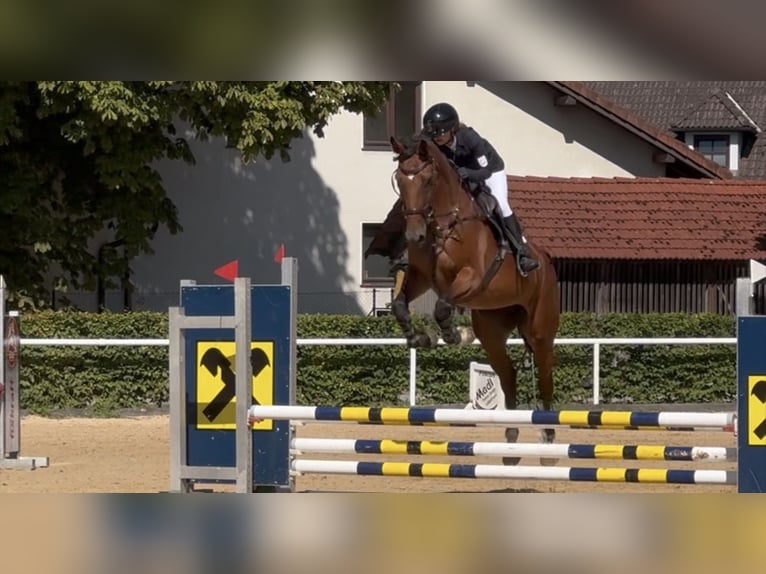 Cheval de sport hongrois Jument 8 Ans 172 cm Bai in Ranshofen