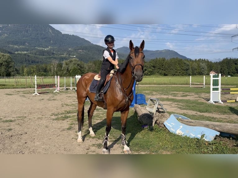 Cheval de sport hongrois Jument 8 Ans 172 cm Bai in Ranshofen