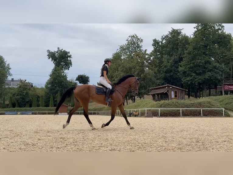 Cheval de sport hongrois Jument 8 Ans 172 cm Bai in Ranshofen