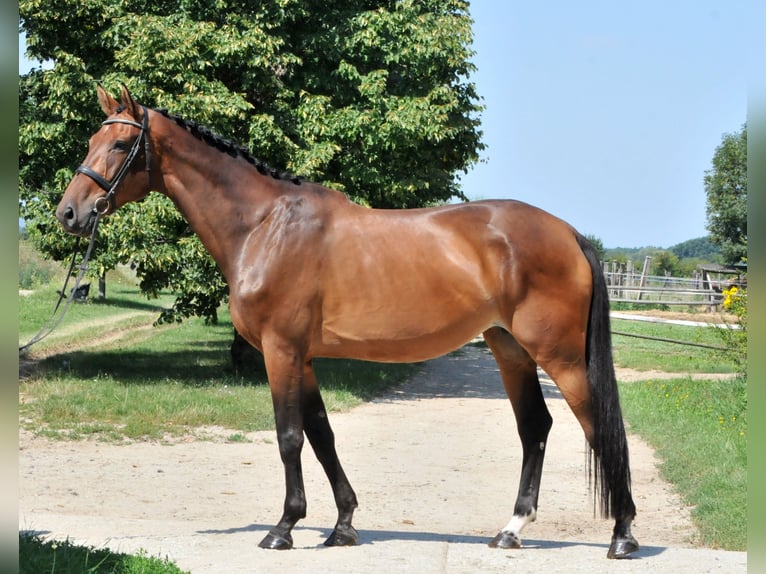 Cheval de sport hongrois Jument 8 Ans 175 cm Bai in Schattendorf