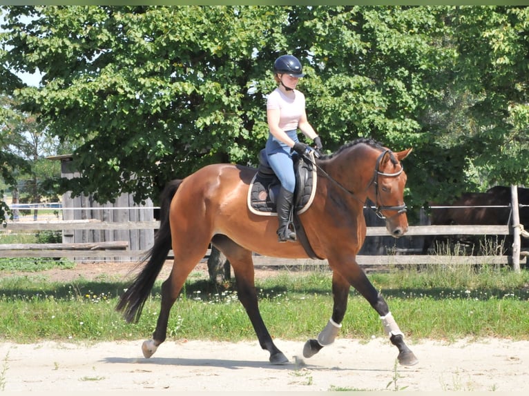 Cheval de sport hongrois Jument 8 Ans 175 cm Bai in Schattendorf