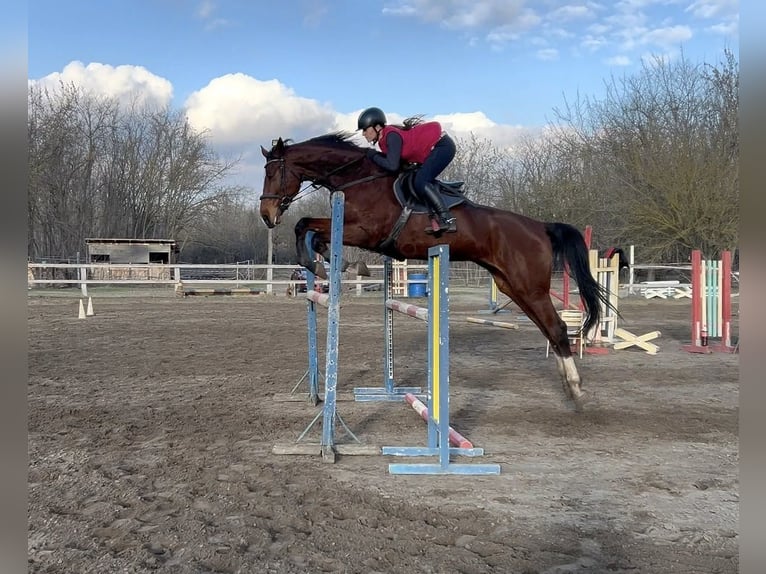 Cheval de sport hongrois Jument 8 Ans 185 cm Bai cerise in Zákányszék