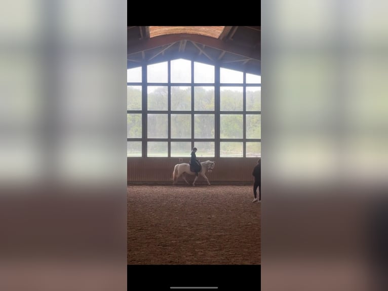 Cheval de sport hongrois Jument 9 Ans 135 cm Pinto in Straelen