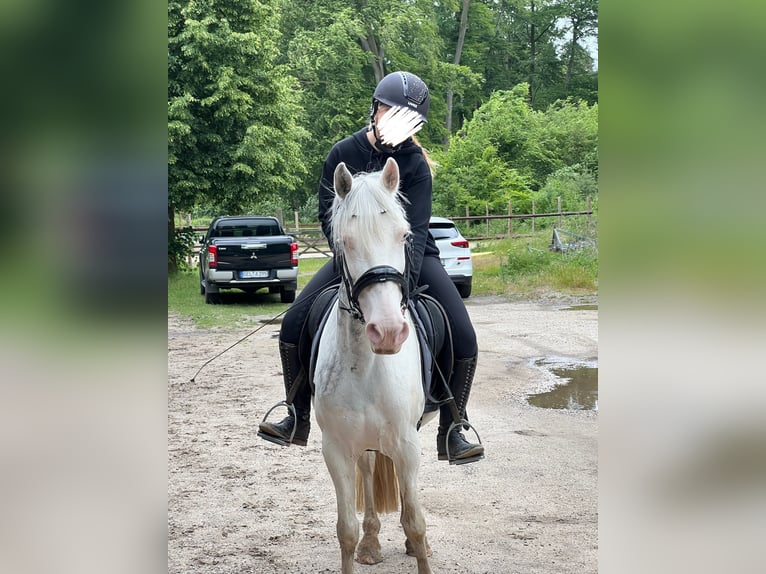 Cheval de sport hongrois Jument 9 Ans 135 cm Pinto in Straelen